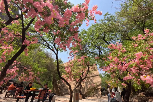 净利润激增36.5%、Q3暴涨113%：拆解小熊电器逆势增长的“双轮驱动”密码